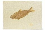 Detailed Fossil Fish (Knightia) - Wyoming #373676-1
